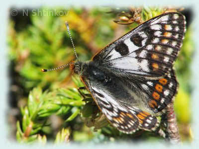 Euphydryas cynthia